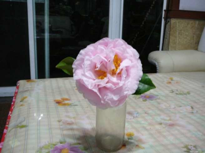 «ö¦¹¦b·sµøµ¡ÂsÄý¹Ï¤ù