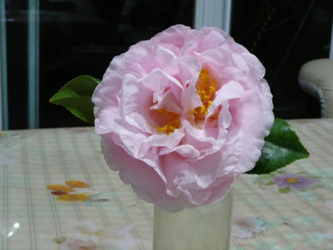 «ö¦¹¦b·sµøµ¡ÂsÄý¹Ï¤ù