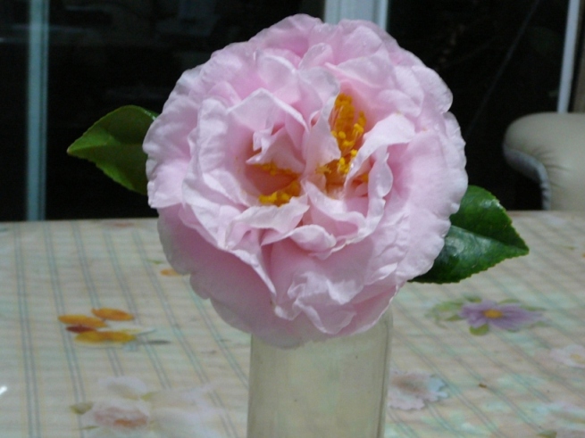 «ö¦¹¦b·sµøµ¡ÂsÄý¹Ï¤ù