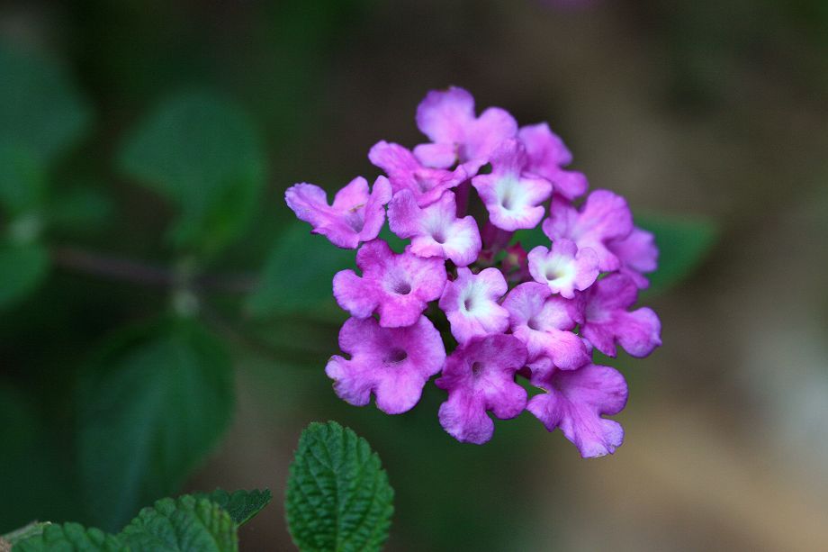 «ö¦¹¦b·sµøµ¡ÂsÄý¹Ï¤ù