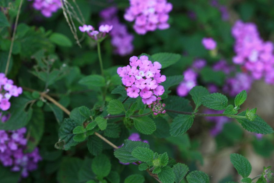 «ö¦¹¦b·sµøµ¡ÂsÄý¹Ï¤ù