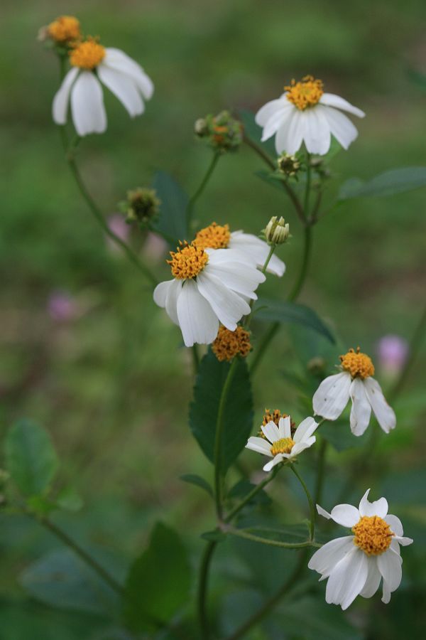 «ö¦¹¦b·sµøµ¡ÂsÄý¹Ï¤ù