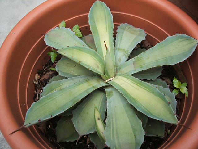 «ö¦¹¦b·sµøµ¡ÂsÄý¹Ï¤ù