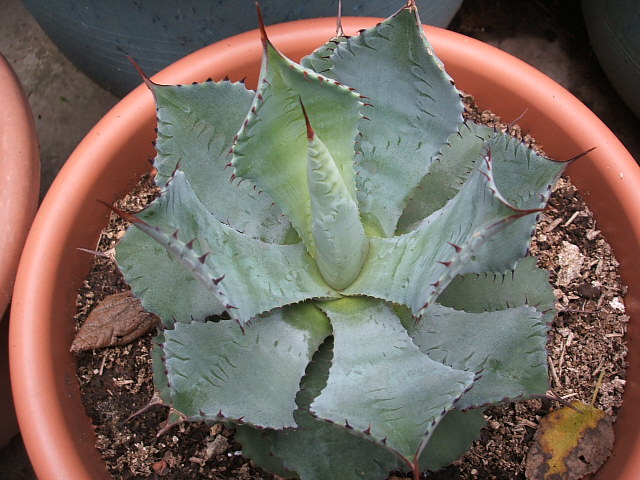 «ö¦¹¦b·sµøµ¡ÂsÄý¹Ï¤ù