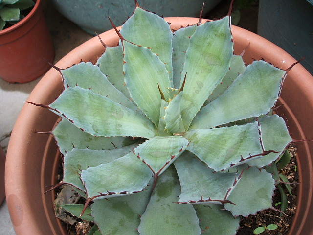 «ö¦¹¦b·sµøµ¡ÂsÄý¹Ï¤ù