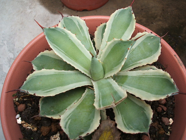 «ö¦¹¦b·sµøµ¡ÂsÄý¹Ï¤ù