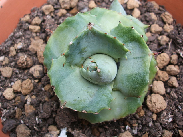 «ö¦¹¦b·sµøµ¡ÂsÄý¹Ï¤ù