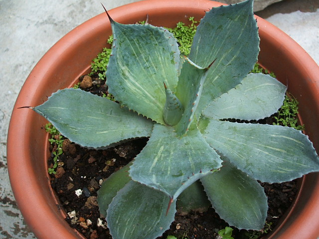 «ö¦¹¦b·sµøµ¡ÂsÄý¹Ï¤ù