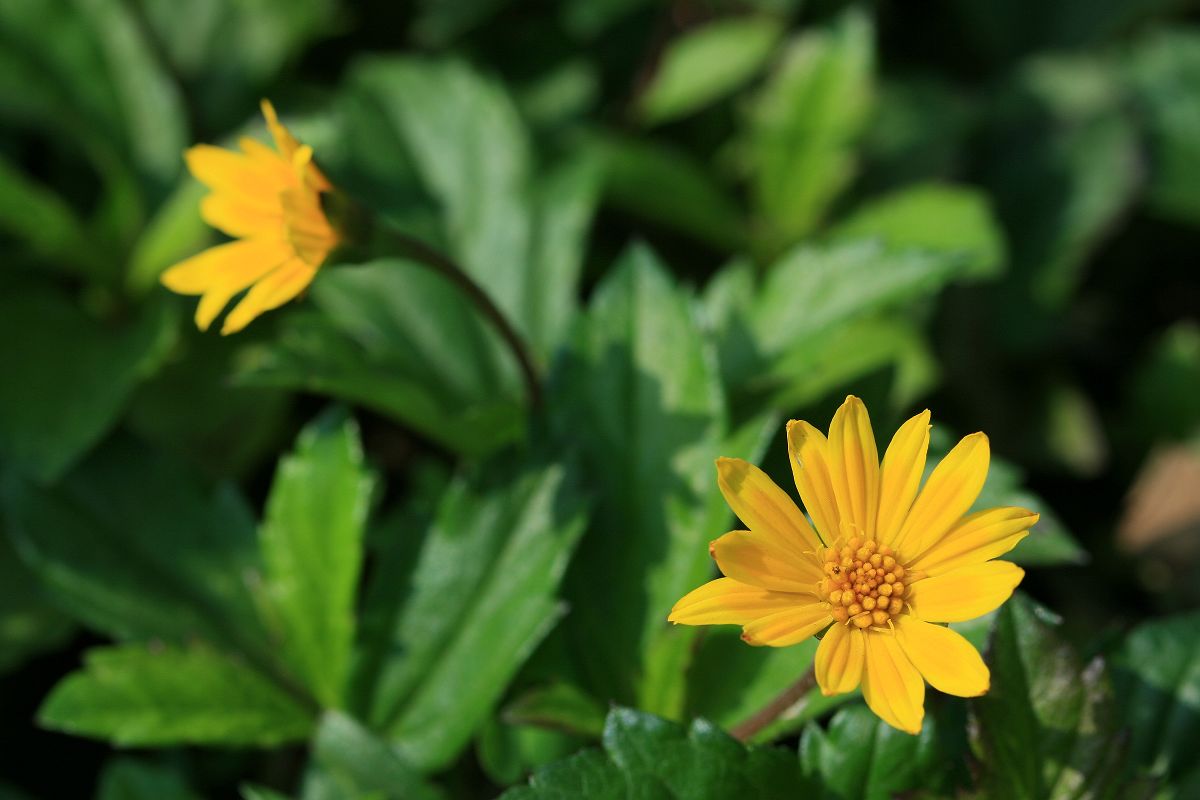 «ö¦¹¦b·sµøµ¡ÂsÄý¹Ï¤ù