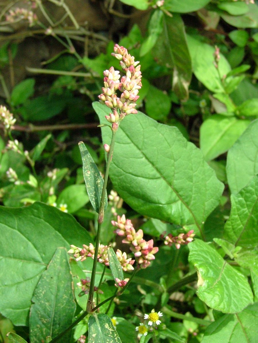 «ö¦¹¦b·sµøµ¡ÂsÄý¹Ï¤ù