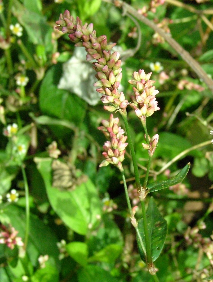 «ö¦¹¦b·sµøµ¡ÂsÄý¹Ï¤ù