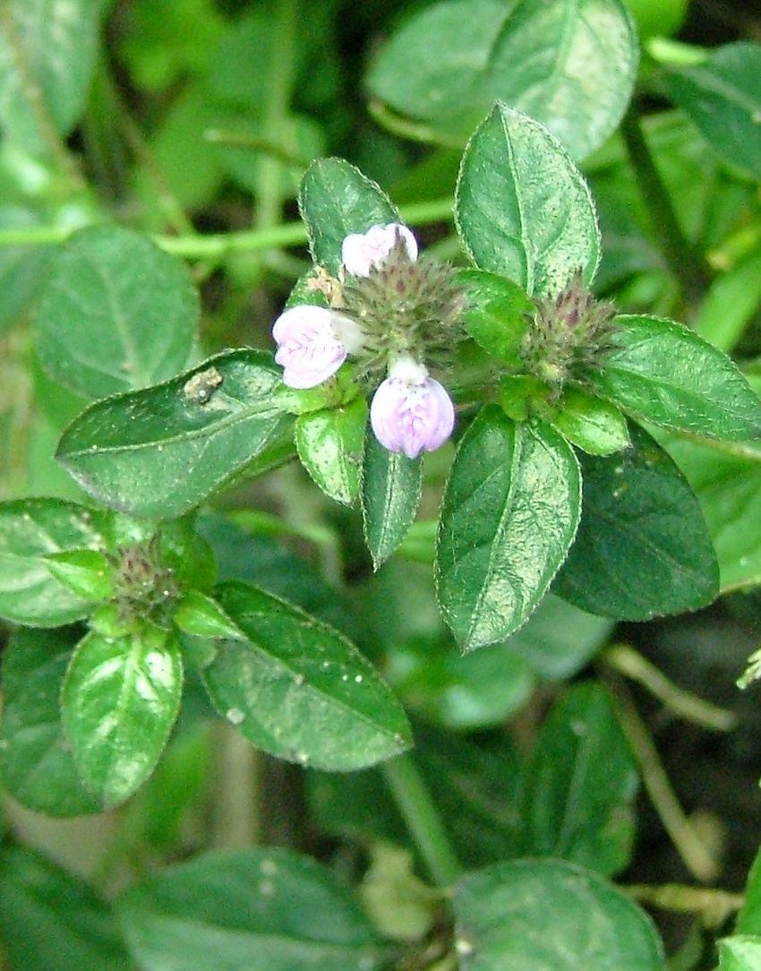 «ö¦¹¦b·sµøµ¡ÂsÄý¹Ï¤ù