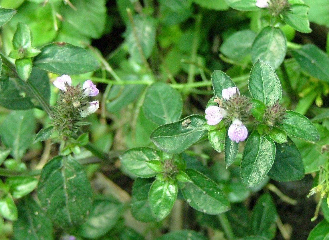 «ö¦¹¦b·sµøµ¡ÂsÄý¹Ï¤ù