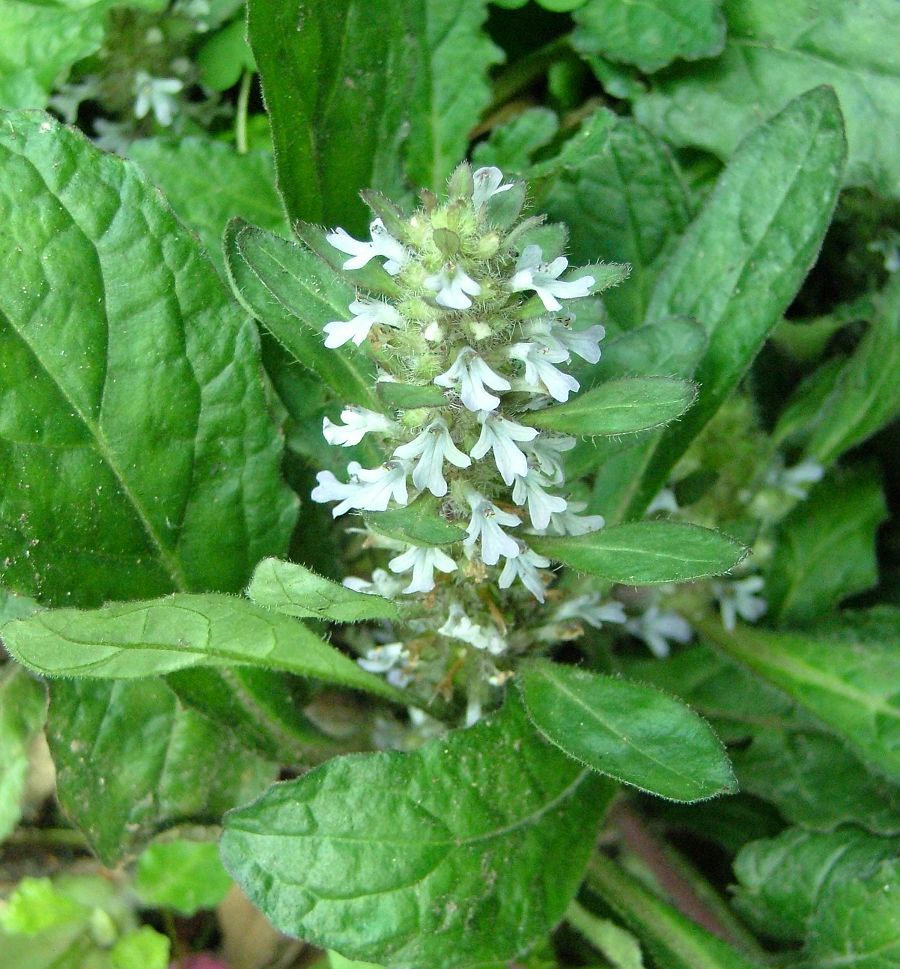 «ö¦¹¦b·sµøµ¡ÂsÄý¹Ï¤ù