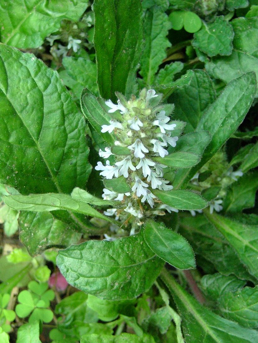 «ö¦¹¦b·sµøµ¡ÂsÄý¹Ï¤ù