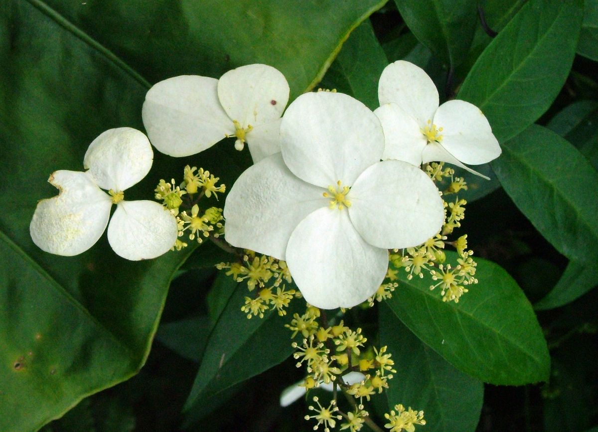 «ö¦¹¦b·sµøµ¡ÂsÄý¹Ï¤ù