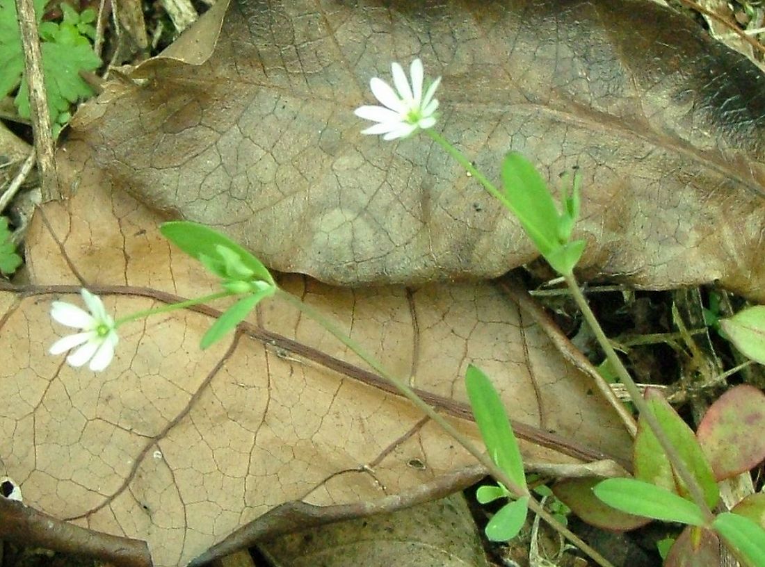 «ö¦¹¦b·sµøµ¡ÂsÄý¹Ï¤ù