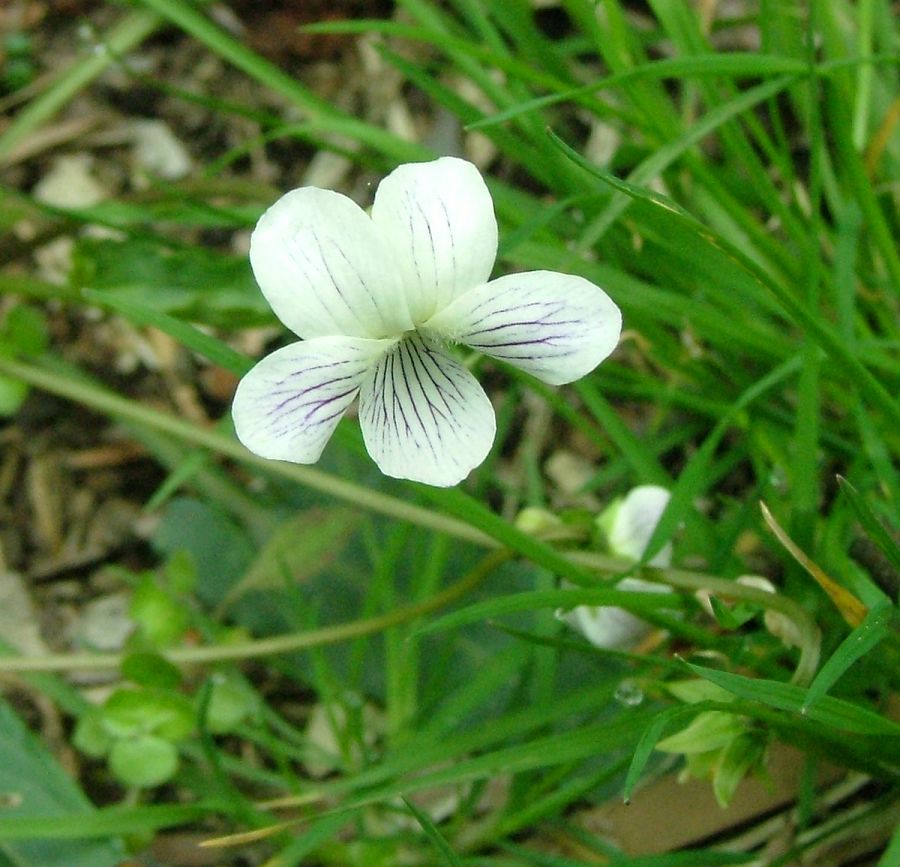 «ö¦¹¦b·sµøµ¡ÂsÄý¹Ï¤ù