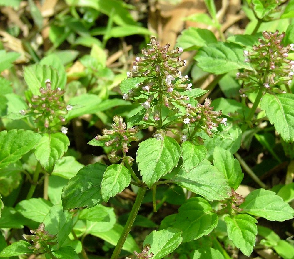 «ö¦¹¦b·sµøµ¡ÂsÄý¹Ï¤ù