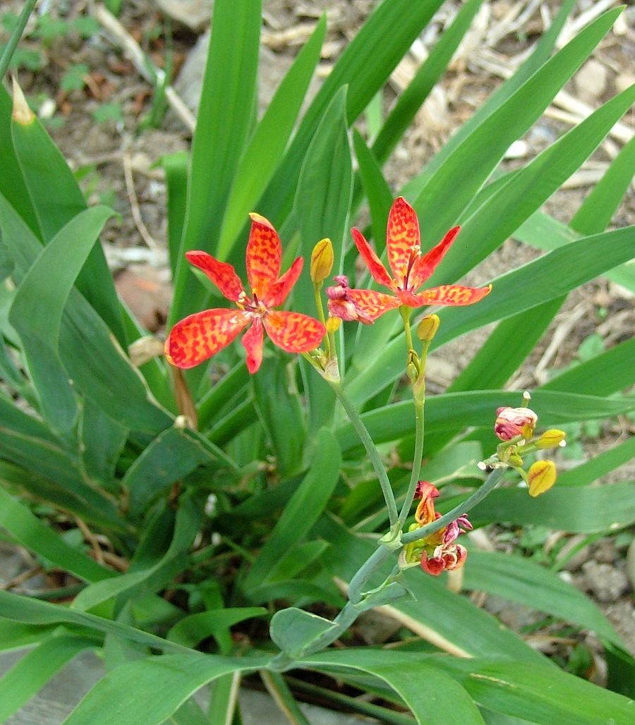 «ö¦¹¦b·sµøµ¡ÂsÄý¹Ï¤ù