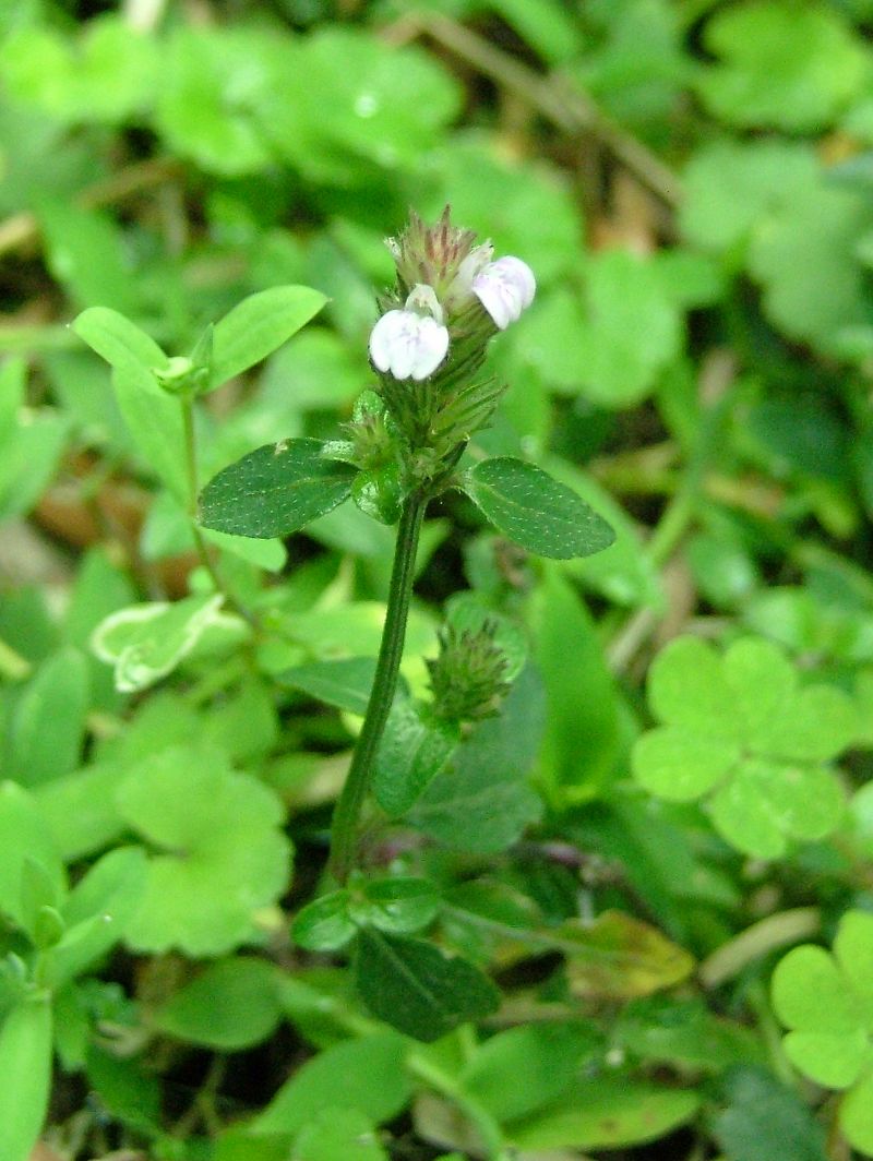 «ö¦¹¦b·sµøµ¡ÂsÄý¹Ï¤ù