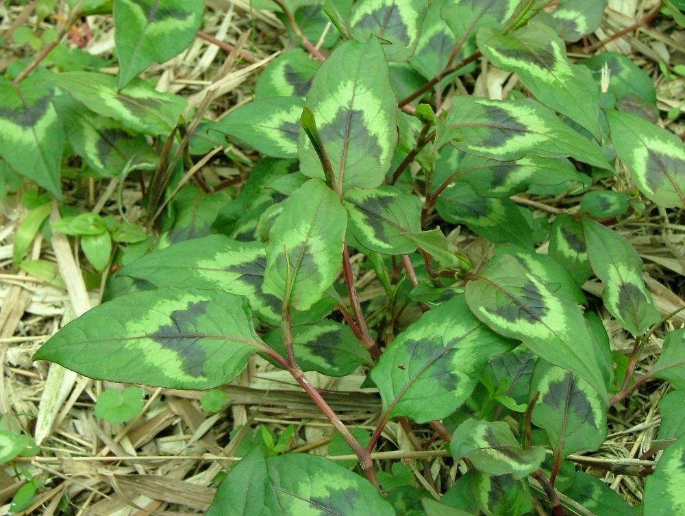 «ö¦¹¦b·sµøµ¡ÂsÄý¹Ï¤ù