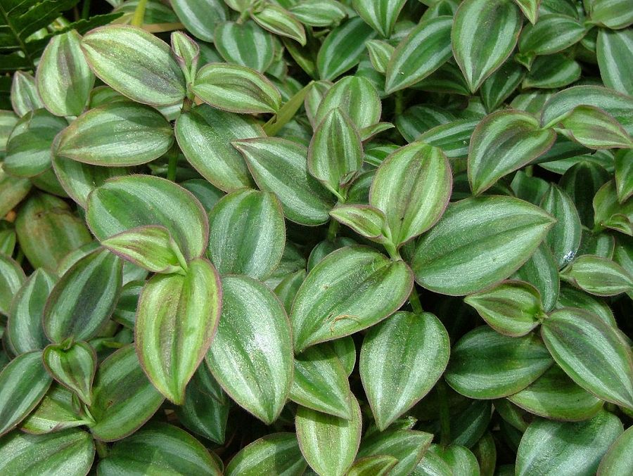 «ö¦¹¦b·sµøµ¡ÂsÄý¹Ï¤ù