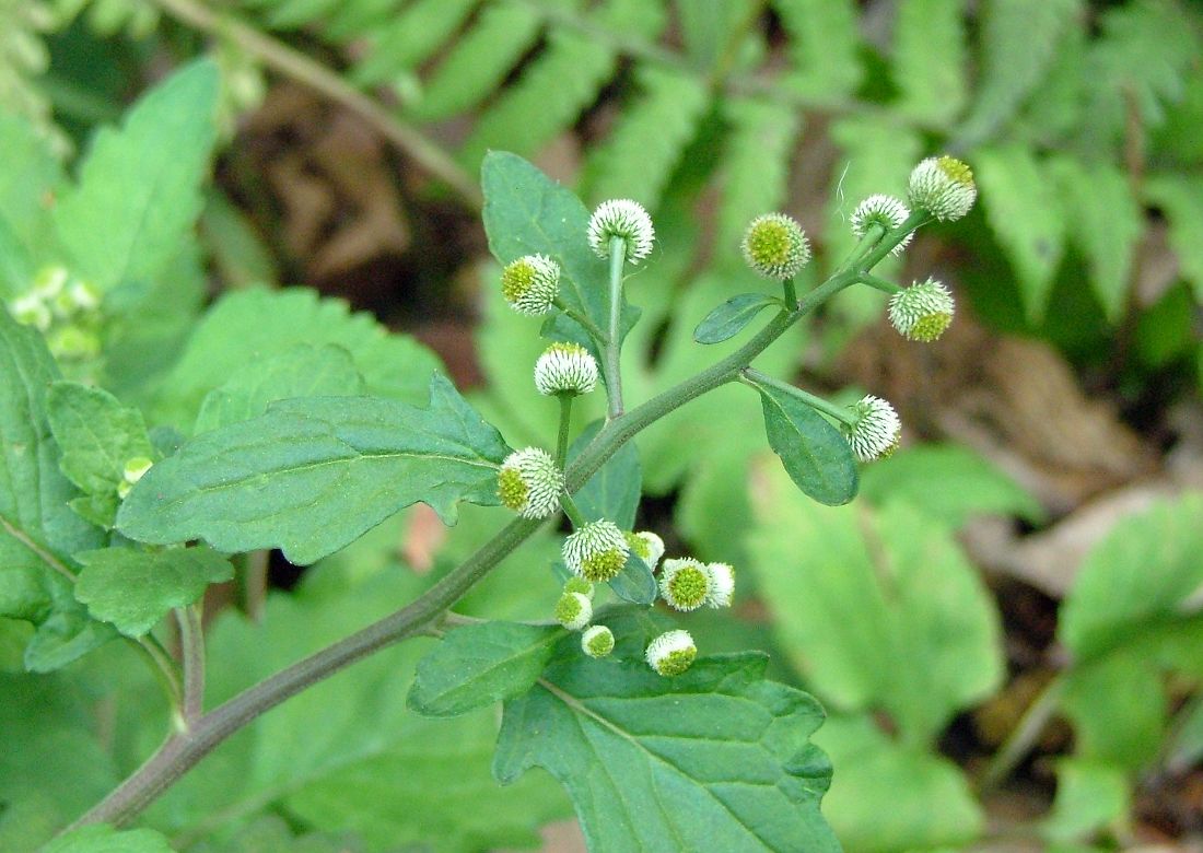 «ö¦¹¦b·sµøµ¡ÂsÄý¹Ï¤ù