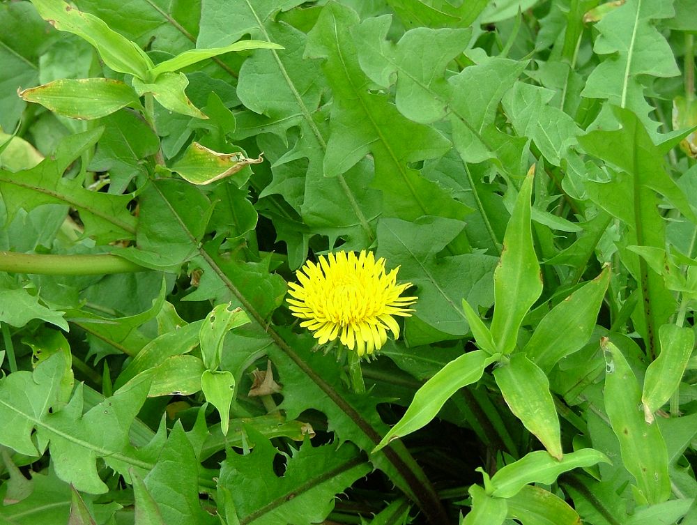 «ö¦¹¦b·sµøµ¡ÂsÄý¹Ï¤ù