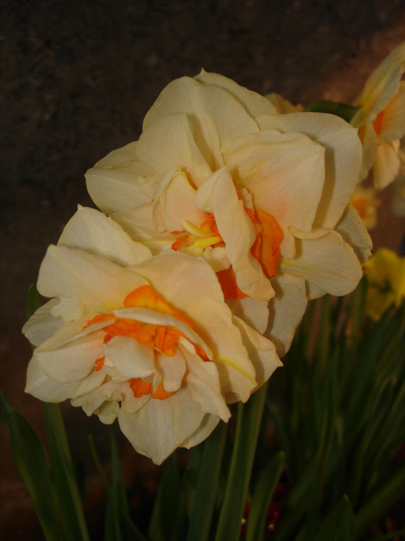 «ö¦¹¦b·sµøµ¡ÂsÄý¹Ï¤ù