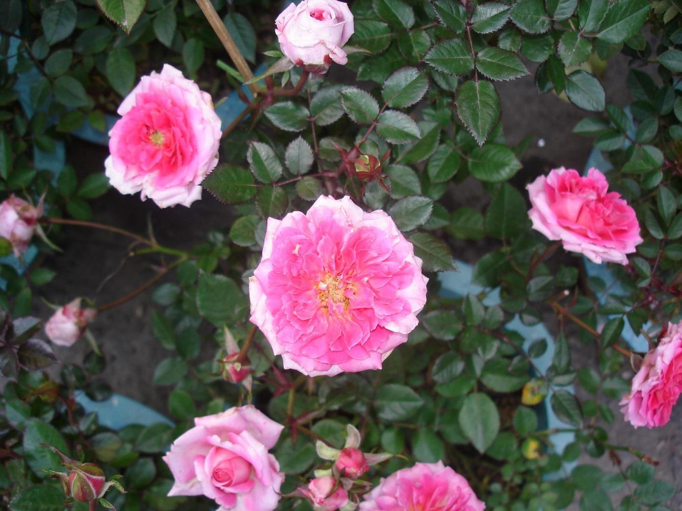 «ö¦¹¦b·sµøµ¡ÂsÄý¹Ï¤ù