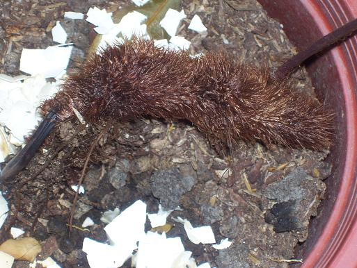 «ö¦¹¦b·sµøµ¡ÂsÄý¹Ï¤ù