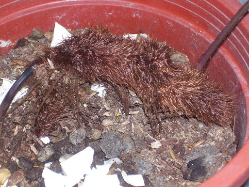 «ö¦¹¦b·sµøµ¡ÂsÄý¹Ï¤ù