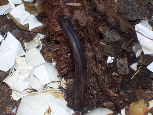 «ö¦¹¦b·sµøµ¡ÂsÄý¹Ï¤ù