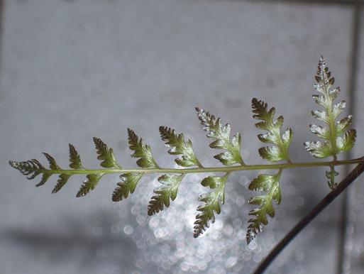 «ö¦¹¦b·sµøµ¡ÂsÄý¹Ï¤ù