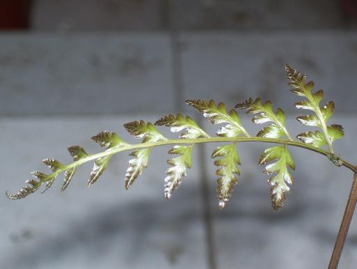 «ö¦¹¦b·sµøµ¡ÂsÄý¹Ï¤ù