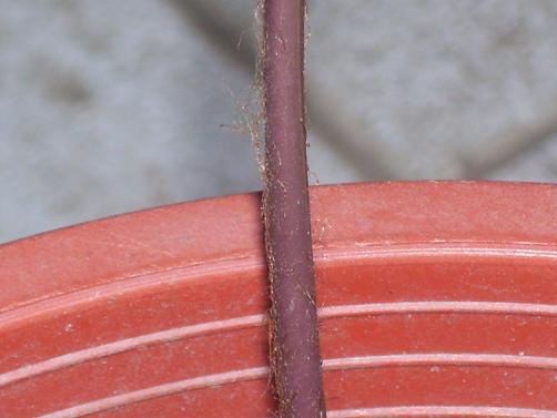 «ö¦¹¦b·sµøµ¡ÂsÄý¹Ï¤ù