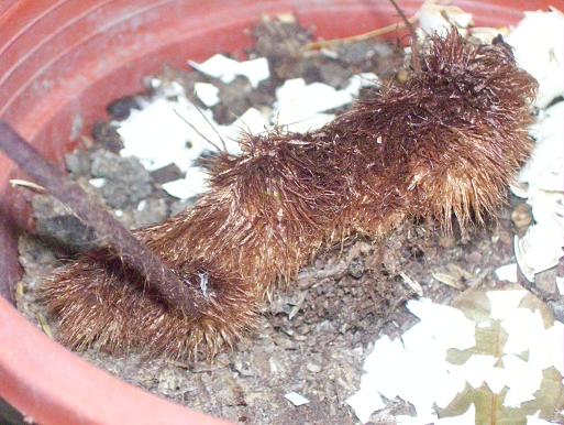 «ö¦¹¦b·sµøµ¡ÂsÄý¹Ï¤ù