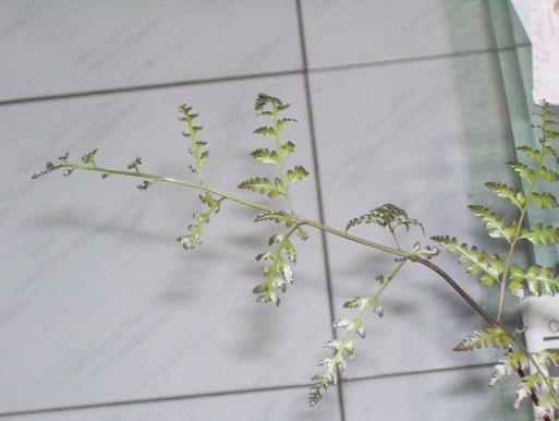 «ö¦¹¦b·sµøµ¡ÂsÄý¹Ï¤ù