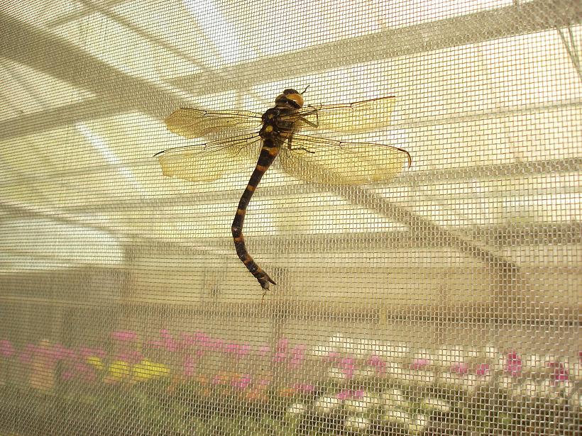 «ö¦¹¦b·sµøµ¡ÂsÄý¹Ï¤ù