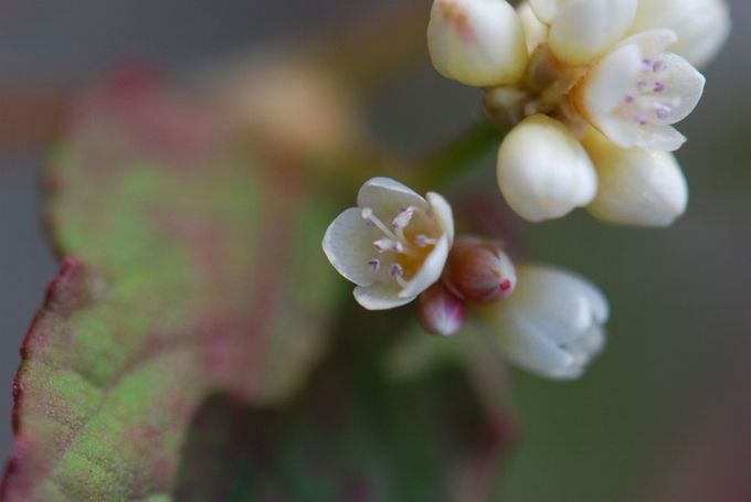 «ö¦¹¦b·sµøµ¡ÂsÄý¹Ï¤ù