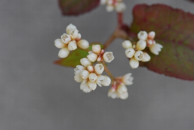 «ö¦¹¦b·sµøµ¡ÂsÄý¹Ï¤ù