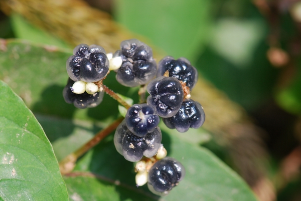 «ö¦¹¦b·sµøµ¡ÂsÄý¹Ï¤ù