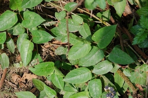 «ö¦¹¦b·sµøµ¡ÂsÄý¹Ï¤ù