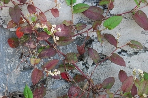 «ö¦¹¦b·sµøµ¡ÂsÄý¹Ï¤ù