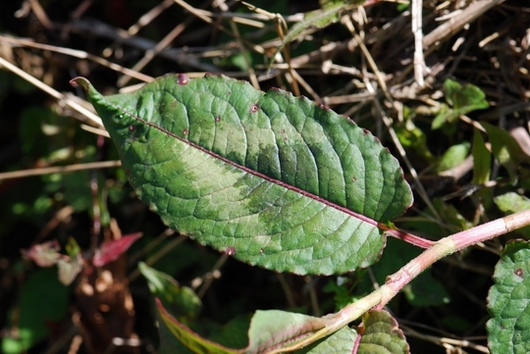 «ö¦¹¦b·sµøµ¡ÂsÄý¹Ï¤ù