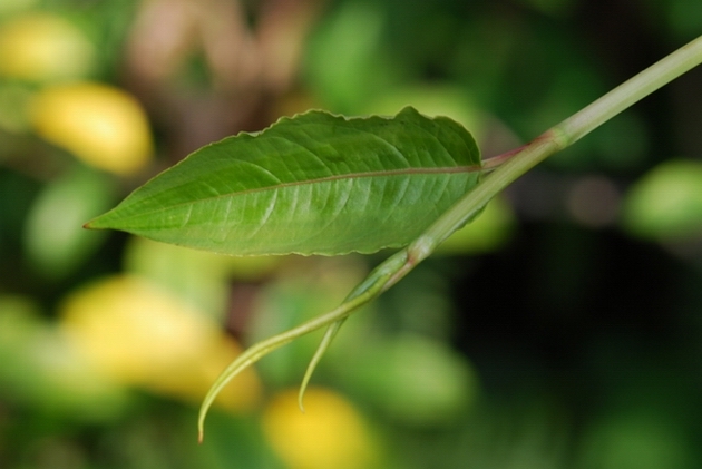 «ö¦¹¦b·sµøµ¡ÂsÄý¹Ï¤ù