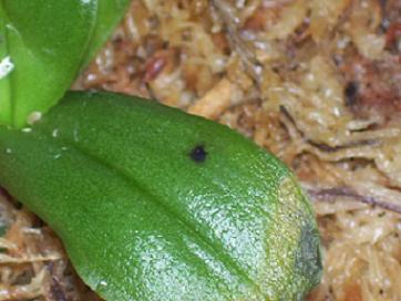 «ö¦¹¦b·sµøµ¡ÂsÄý¹Ï¤ù