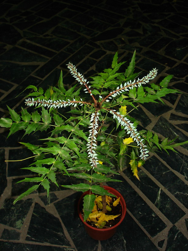 «ö¦¹¦b·sµøµ¡ÂsÄý¹Ï¤ù