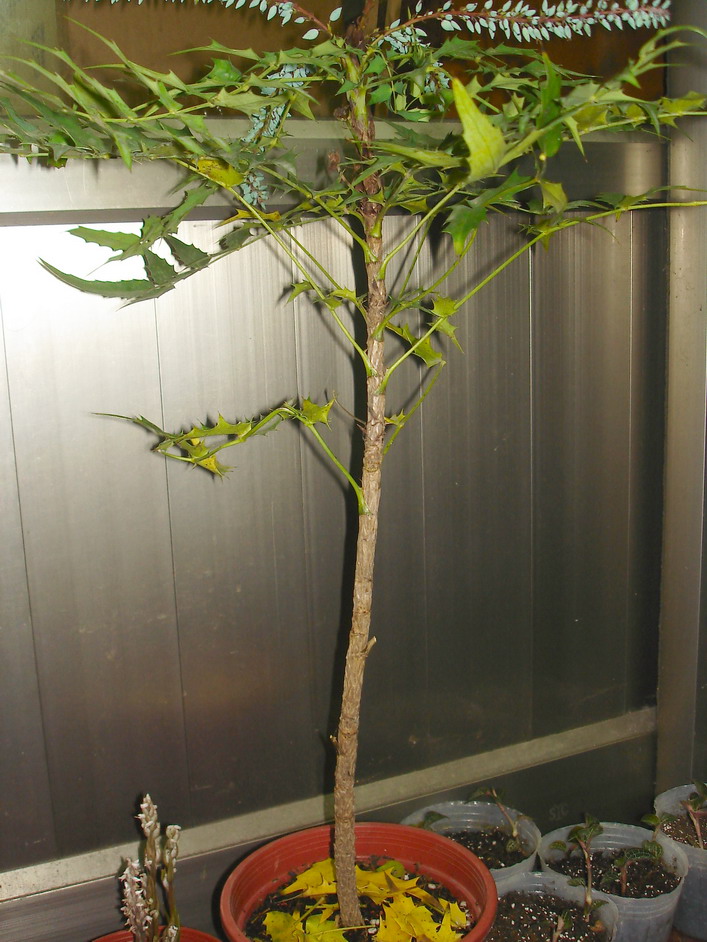 «ö¦¹¦b·sµøµ¡ÂsÄý¹Ï¤ù